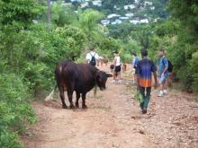Cow grazing on jungle road